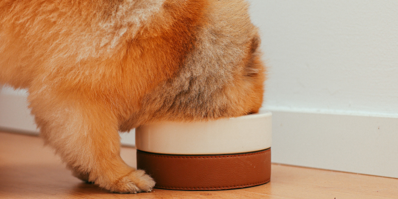 dog eating food from bowl