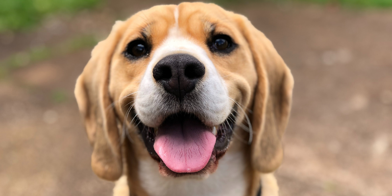 dog smiling into camera