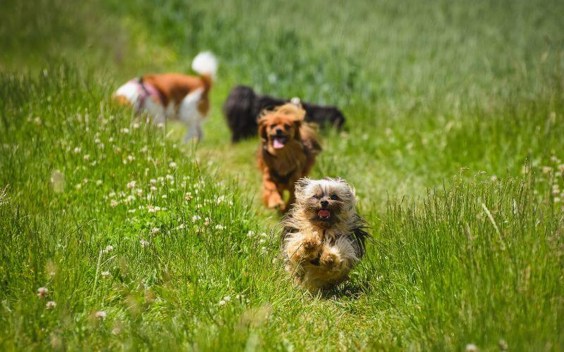 dogs on field running