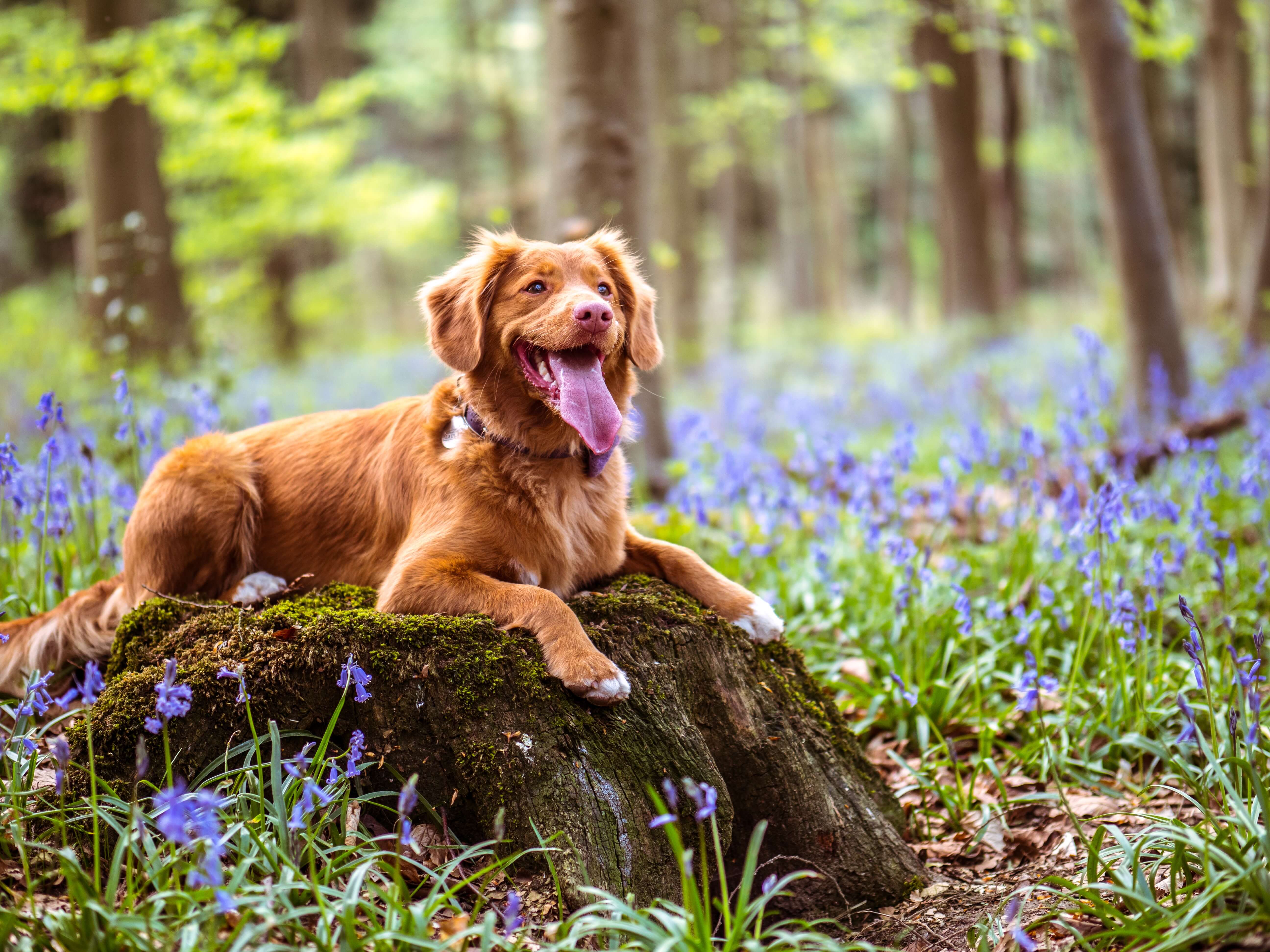 dog happy in lavender field