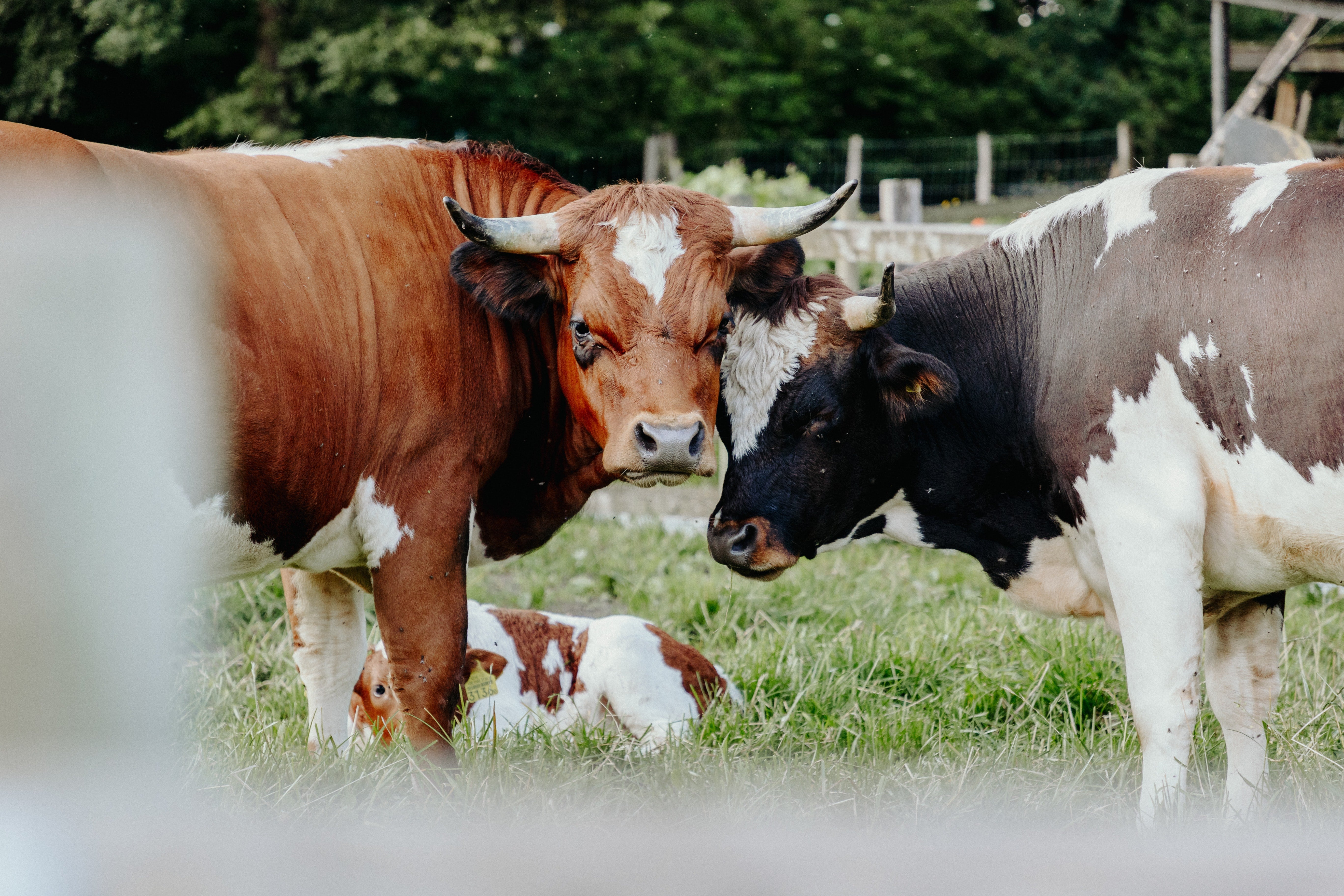 cows on field