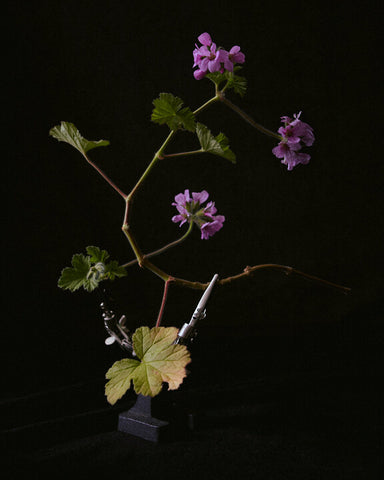 Rose Geranium