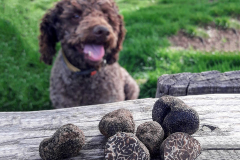 truffle hunting dog searching for perigord winter truffles