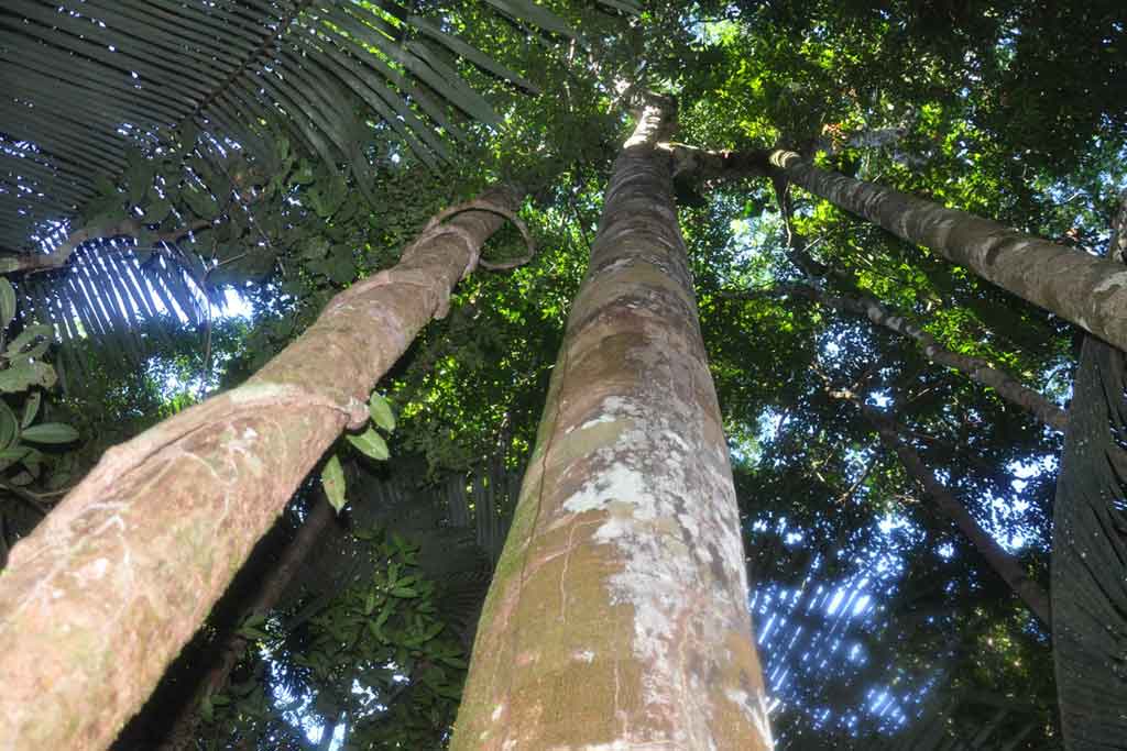 Nativilis Copaiba - The Amazon Rainforest Liquid Gold