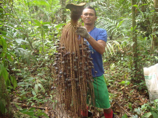 Nativilis 07 Virgin Amazonian Rainforest Oils - ACAI - BACABA - BACURI – JAMBU - MULATEIRO - PATAUA – UCUUBA - enriched seven vegetable facial oils for skin care powerful anti-aging COPAIBA properties