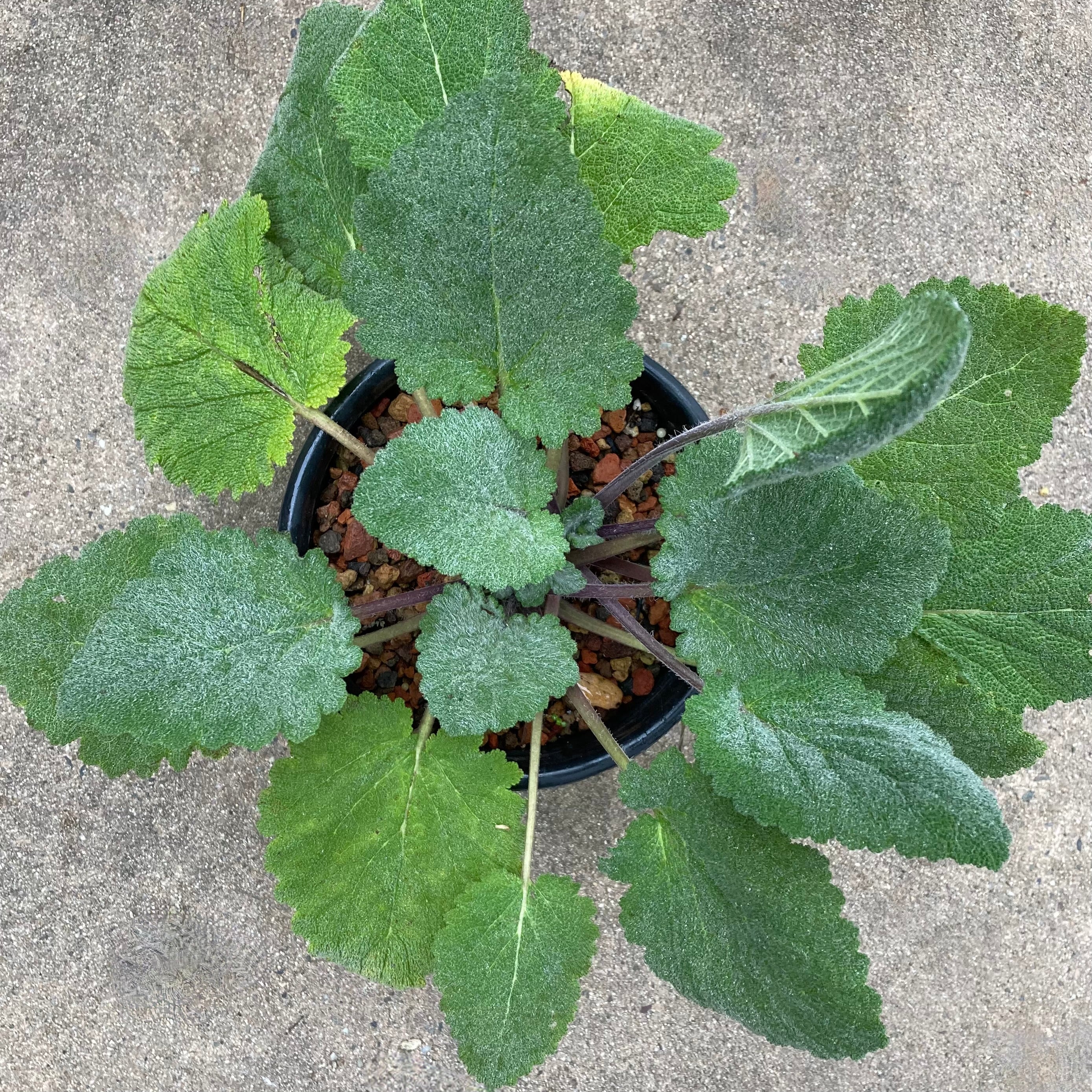 Salvia forsskaolii- 1 gallon plant