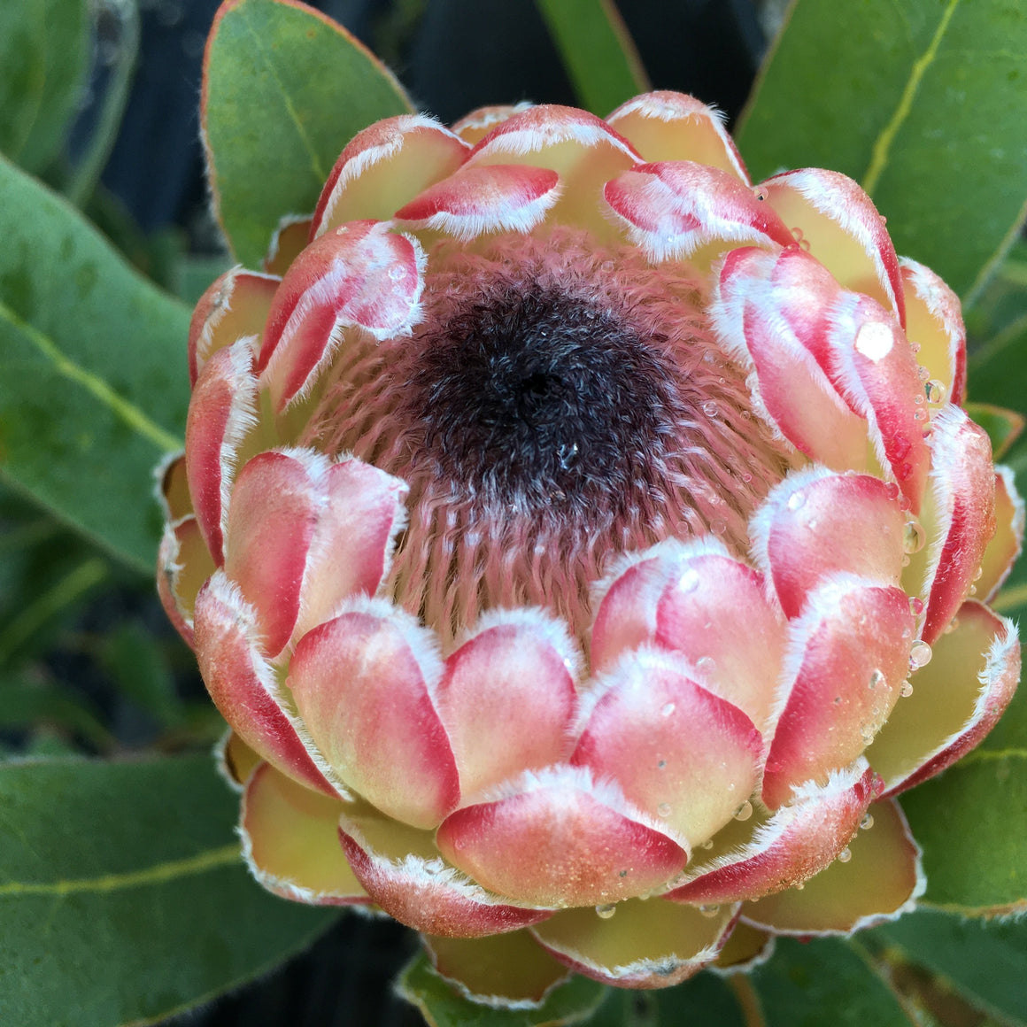 Protea 'Susara' - 5 gallon – Norrie's Gift and Garden Shop at the UC ...