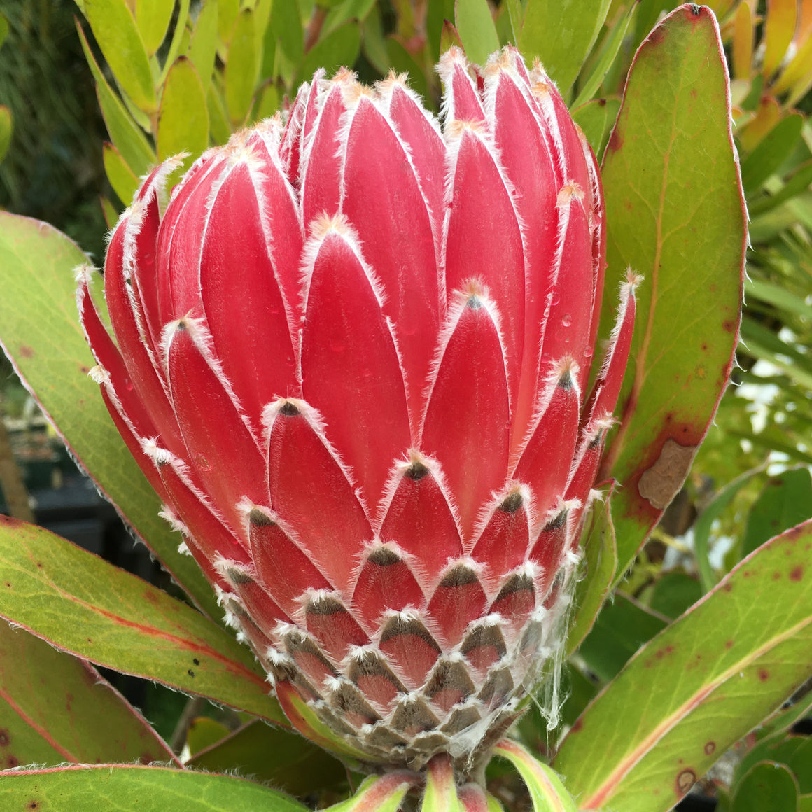 Protea magnifica 'Empress' - 1 gallon plant – Norrie's Gift and Garden ...