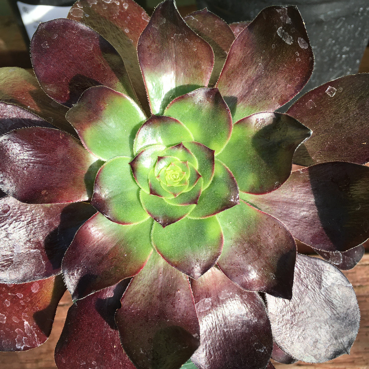 Aeonium 'Cyclops' - 1 gallon plant – Norrie's Gift and Garden Shop at ...