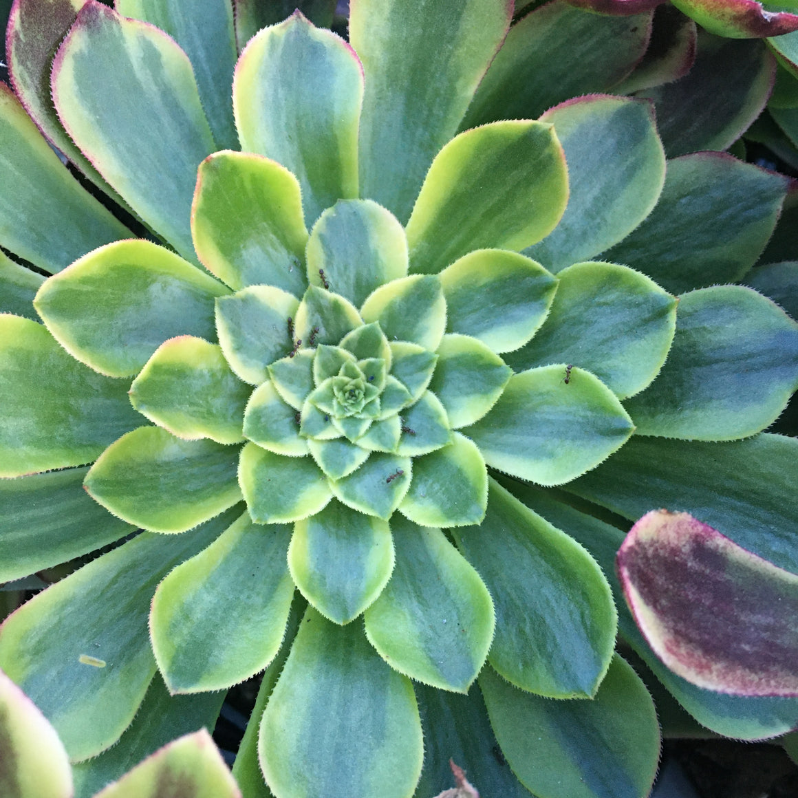 Aeonium 'Fiesta' - 4 inch plant – Norrie's Gift and Garden Shop at the ...