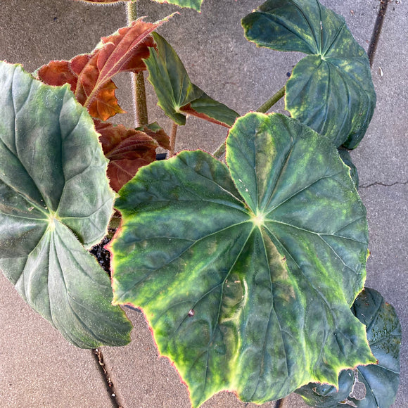 Shade Plants – Norrie's Gift and Garden Shop at the UC Santa Cruz Arboretum  & Botanic Garden