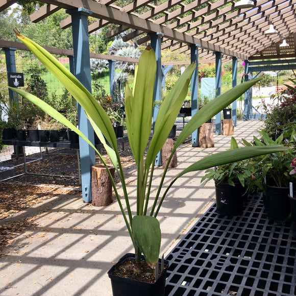 Cordyline petiolaris - 2 gallon plant – Norrie's Gift and Garden Shop ...