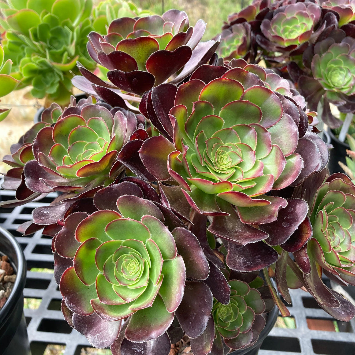 Aeonium sp. - 2 gallon plant – Norrie's Gift and Garden Shop at the UC ...