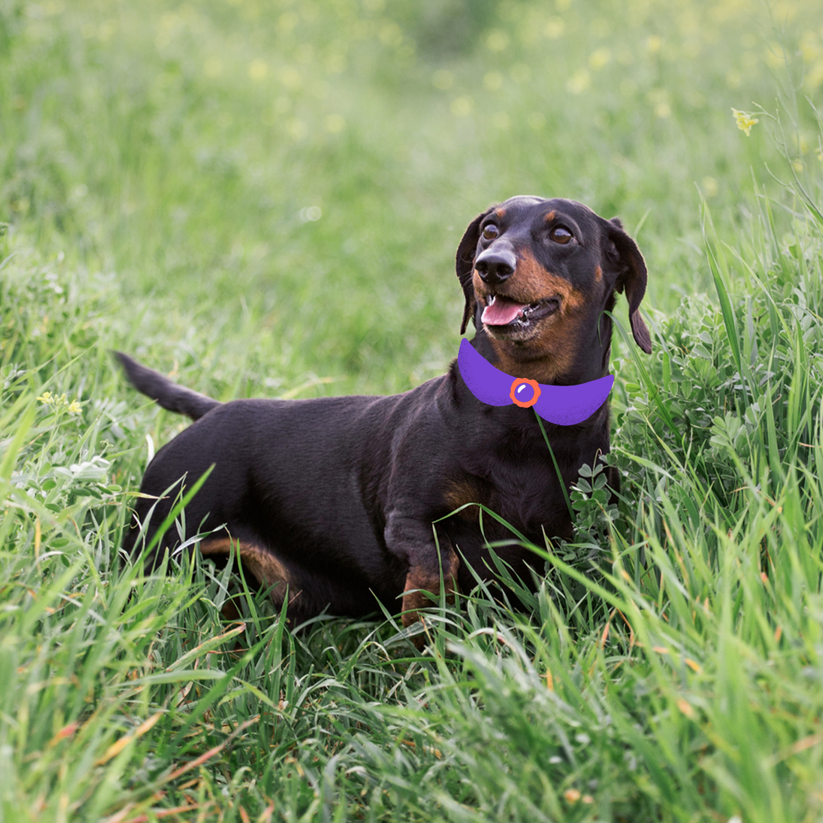 are dachshunds still used for hunting