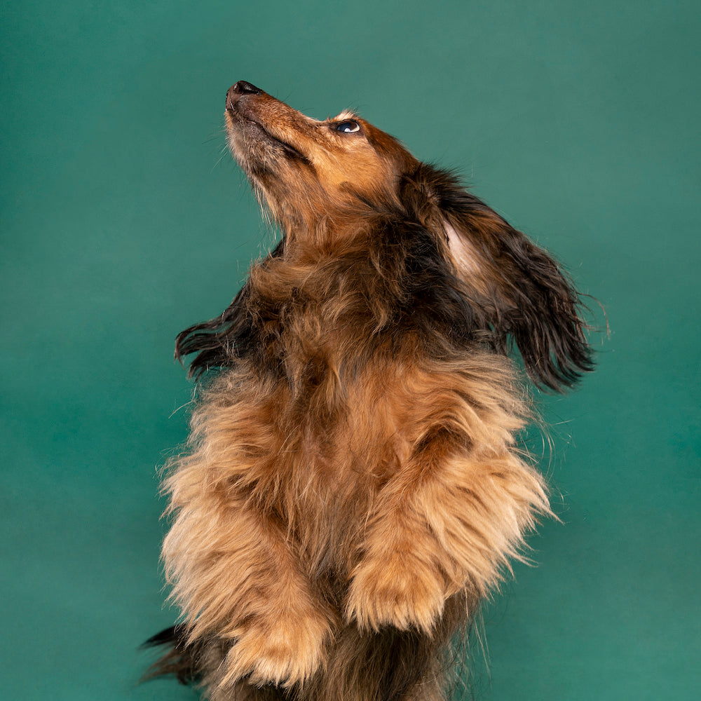 do smooth haired dachshunds shed