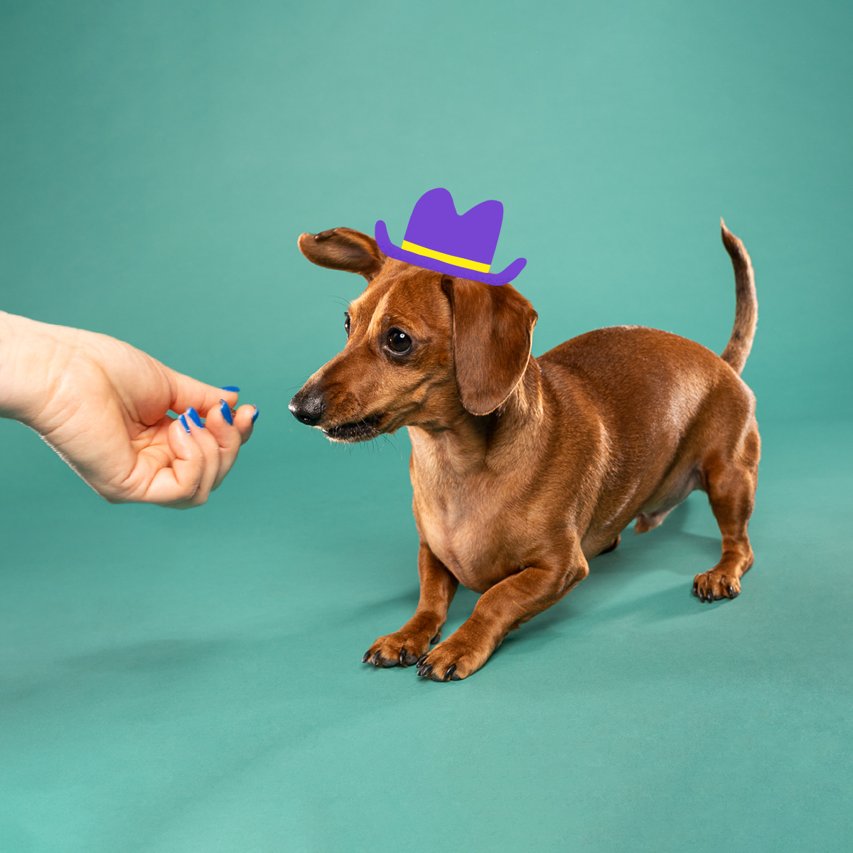 are wiener dogs easy to train