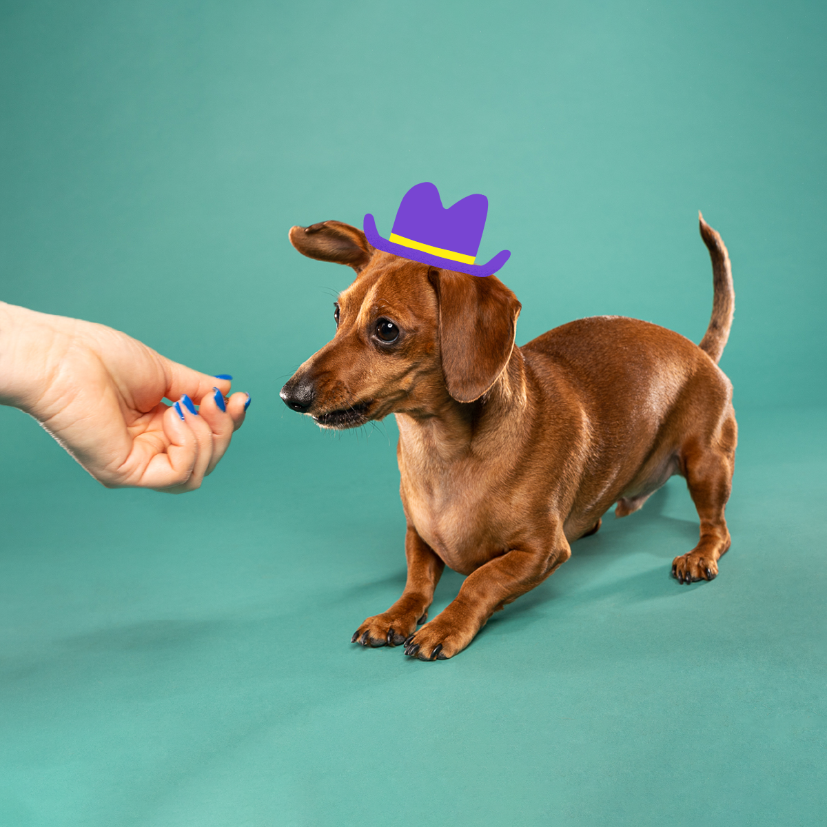 how do you teach a dachshund puppy tricks