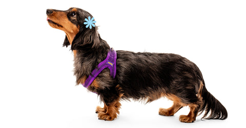 Dachshund harness