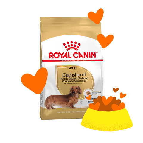 Dachshund dog food