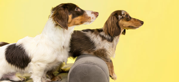 Do Longhaired dachshunds shed?