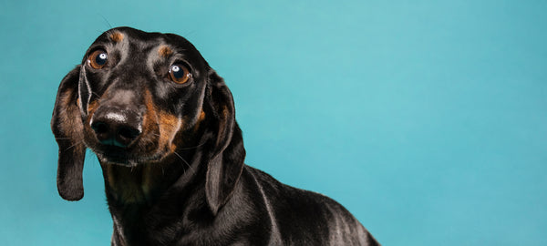 do smooth haired dachshunds shed