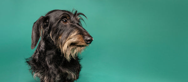 do smooth haired dachshunds shed