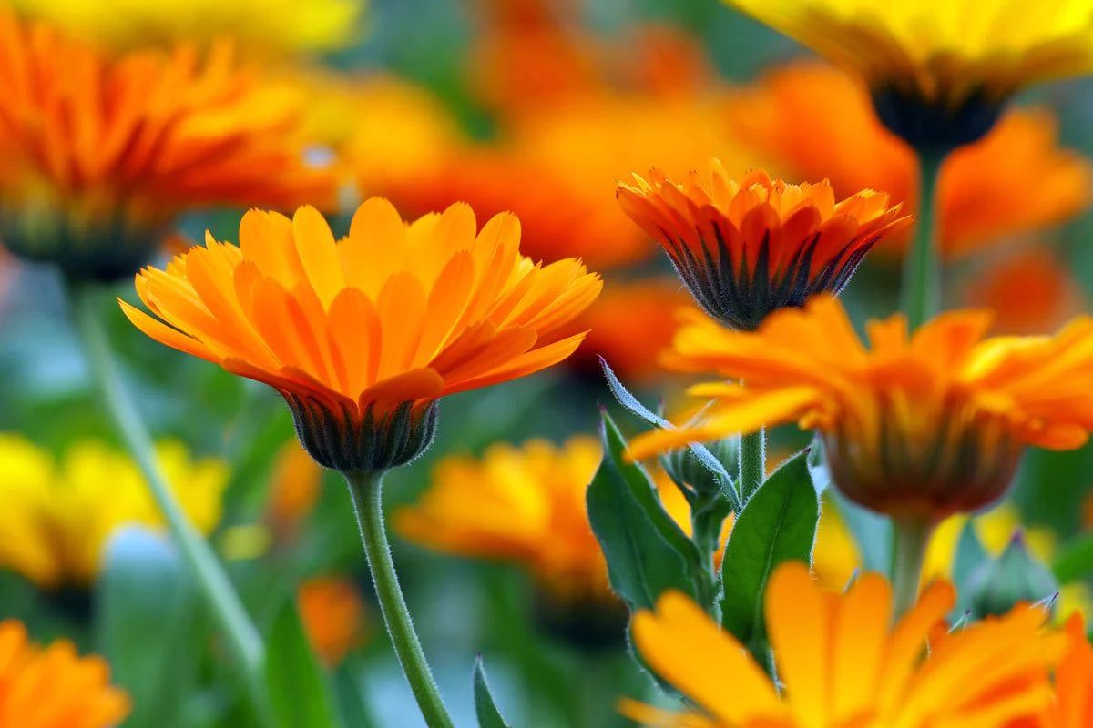 How Calendula Is Used In Skincare