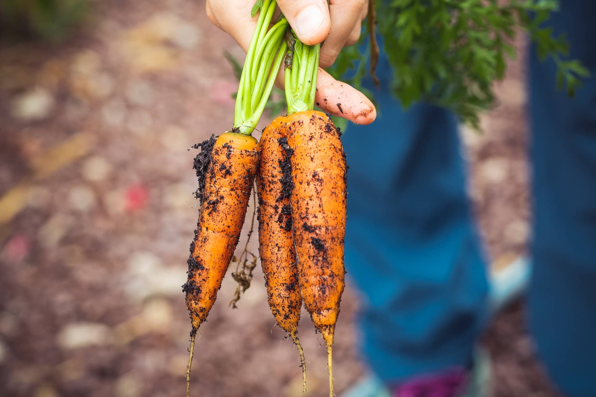 Person holding three carrots freshly pulled from the dirt