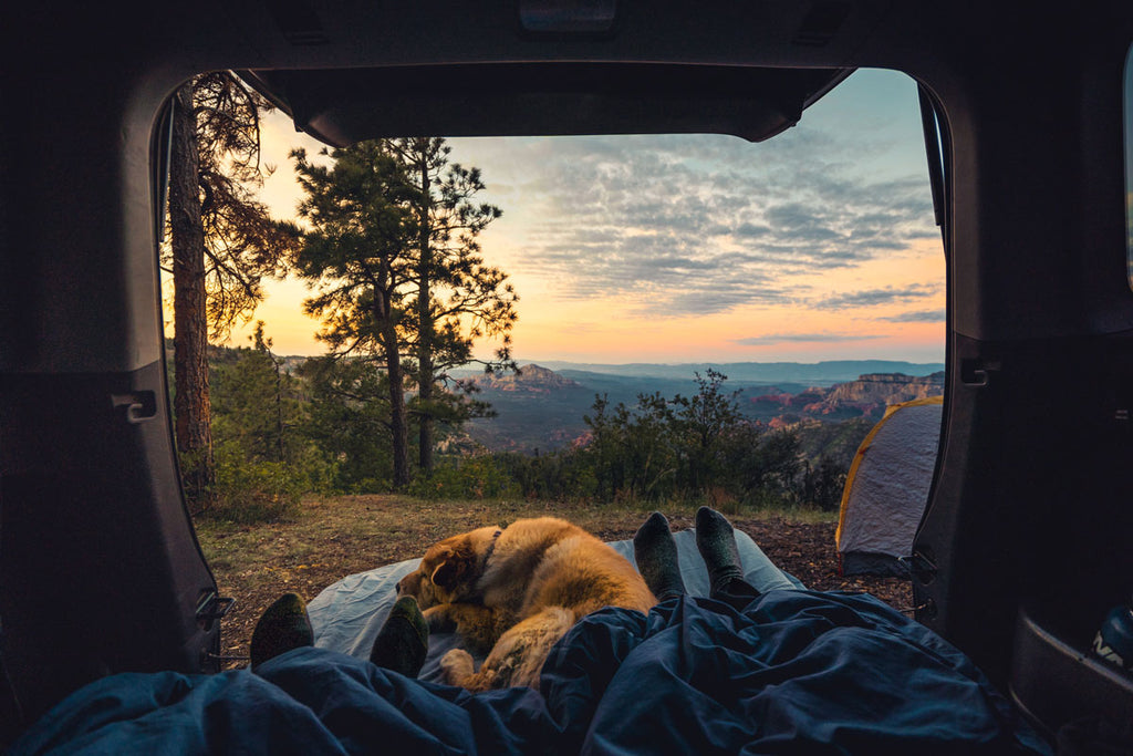People camping with dog