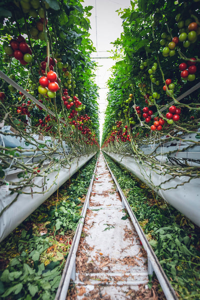 Tomato farming