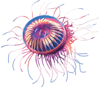  Image of a Firework Jelly