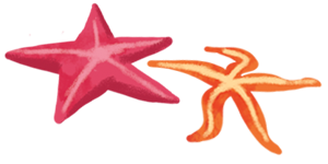  Image of a Starfish