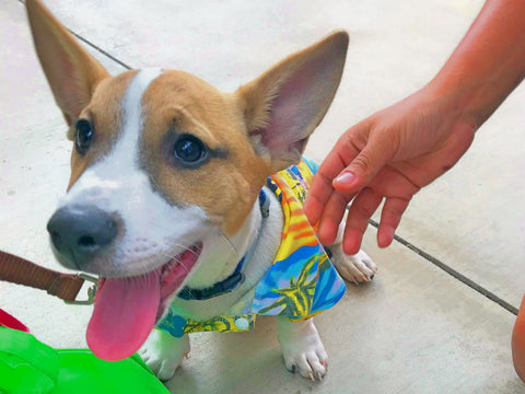 <img src="Aloha-shirt-for-dogs-Hawaiian-outfit.jpg" alt="A dog wears a pet Hawaiian shirt that has a palm tree print"/>