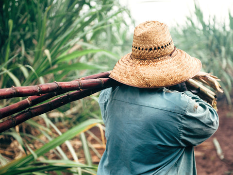 <img src="Sugar-Plantation-Hawaii-hawaiian-shirt.jpg" alt="sugar plantation Kunia Oahu"/>