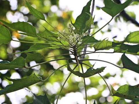 <img src="kukui-nuts-molokai.jpg" alt="hawaiian tree"/>