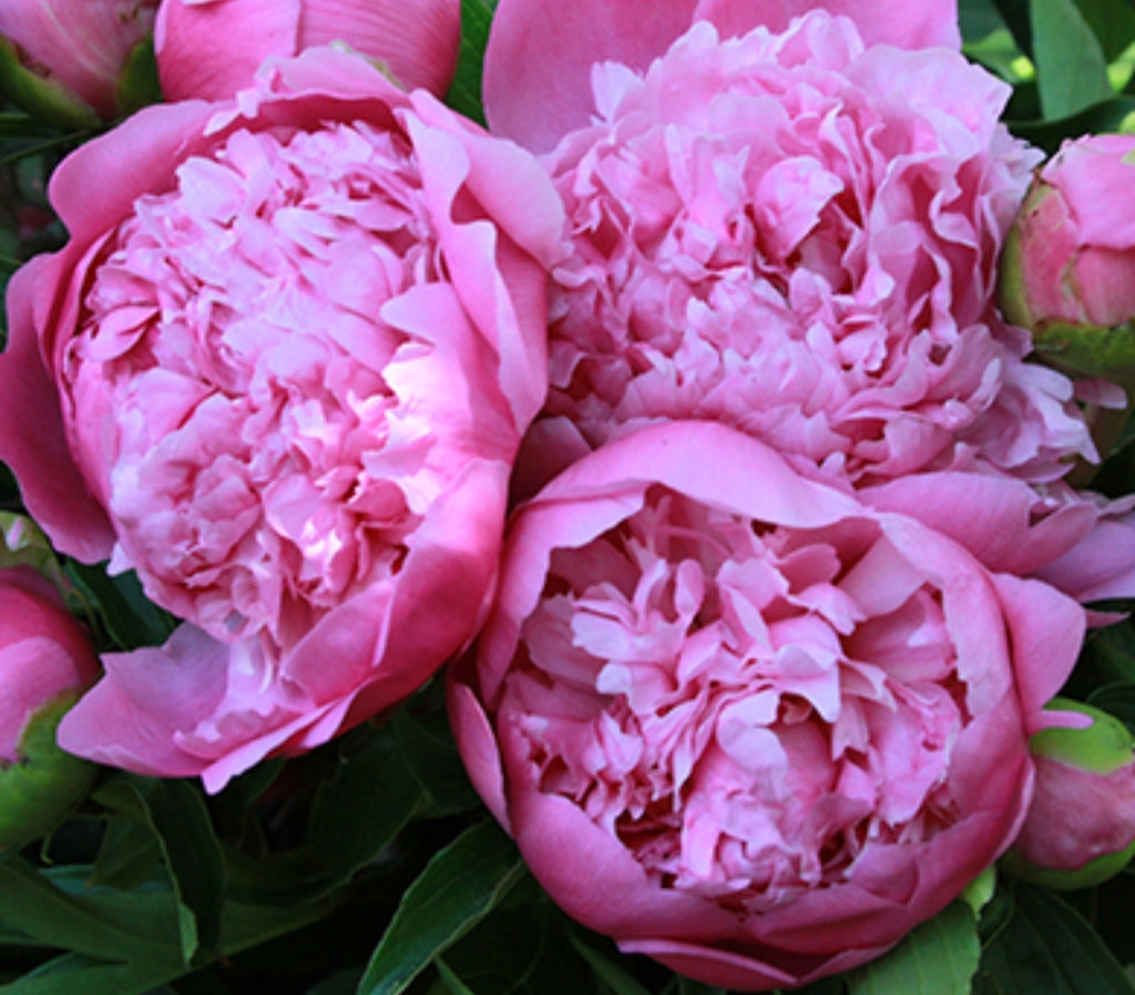 Peony Lactiflora Peter Brand - 5 Litre Pot – Richard's Plants