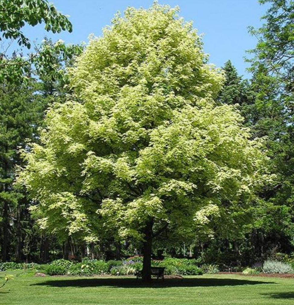 Acer Platanoides Drummondii Tree Variegated Norway Maple 10 Litre Richard S Plants