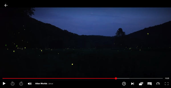 Fireflies in Pennsylvania