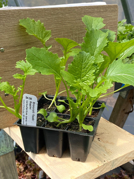 broccoli rabe seedlings