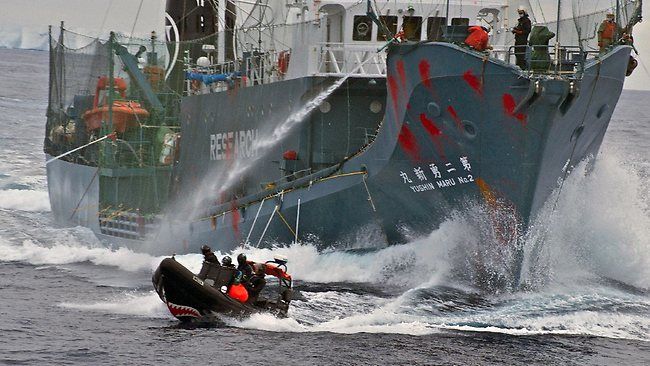 Whale Warrior RIB donated by Gowings Whale Trust in action