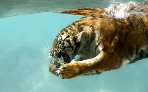 2022 is the Year of the Water Tiger according to the Chinese Lunar Calendar.