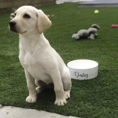 Dog Bowls with Custom Personalised wording for names