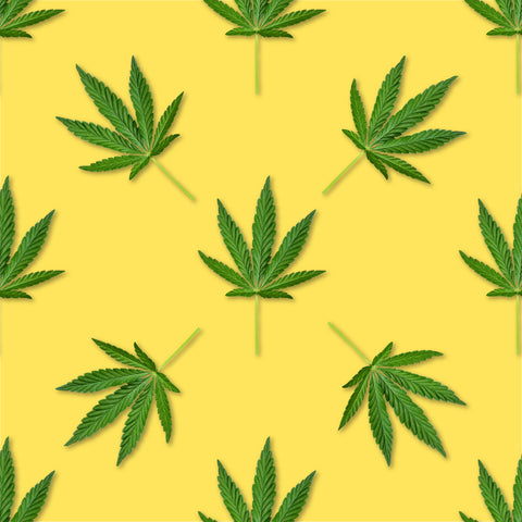 hemp leaves on yellow background