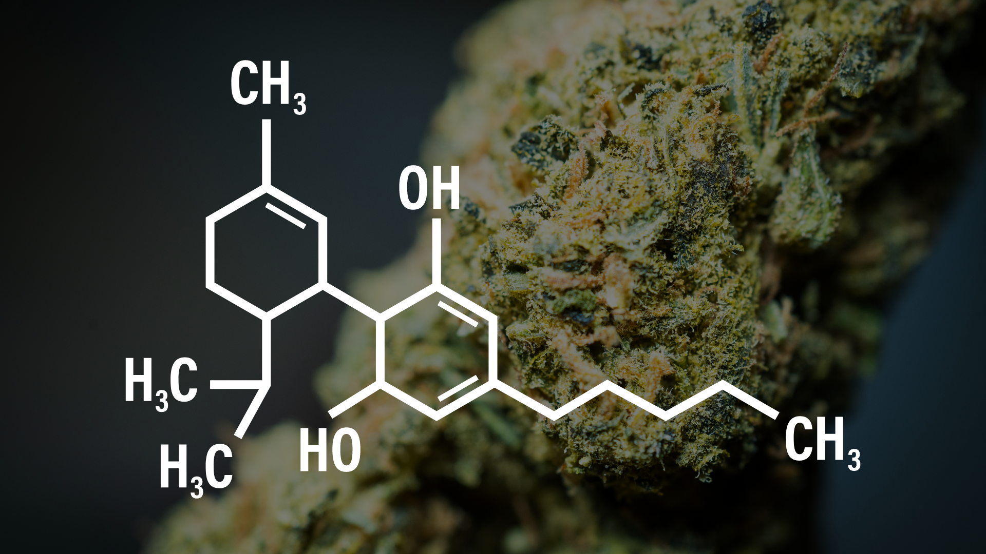 Finding The Strongest Cannabinoids: THCP + THCA Blog Cover