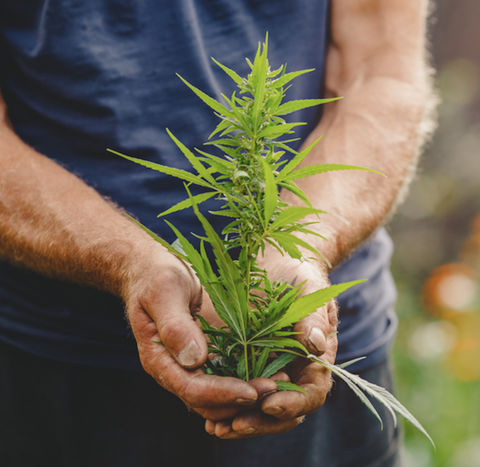 Hemp plant in mans hands