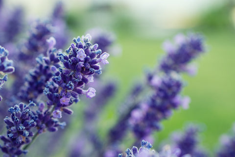 Simmons herbs for sleep - lavender
