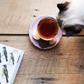 Chat qui voudrait boire dans la tasse de thé