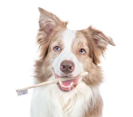 brosse-à-dents-chien