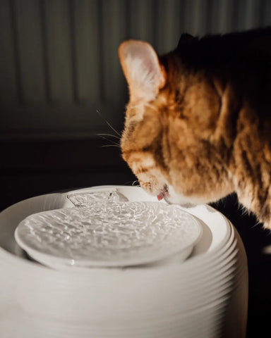 Chat qui boit dans sa fontaine à eau