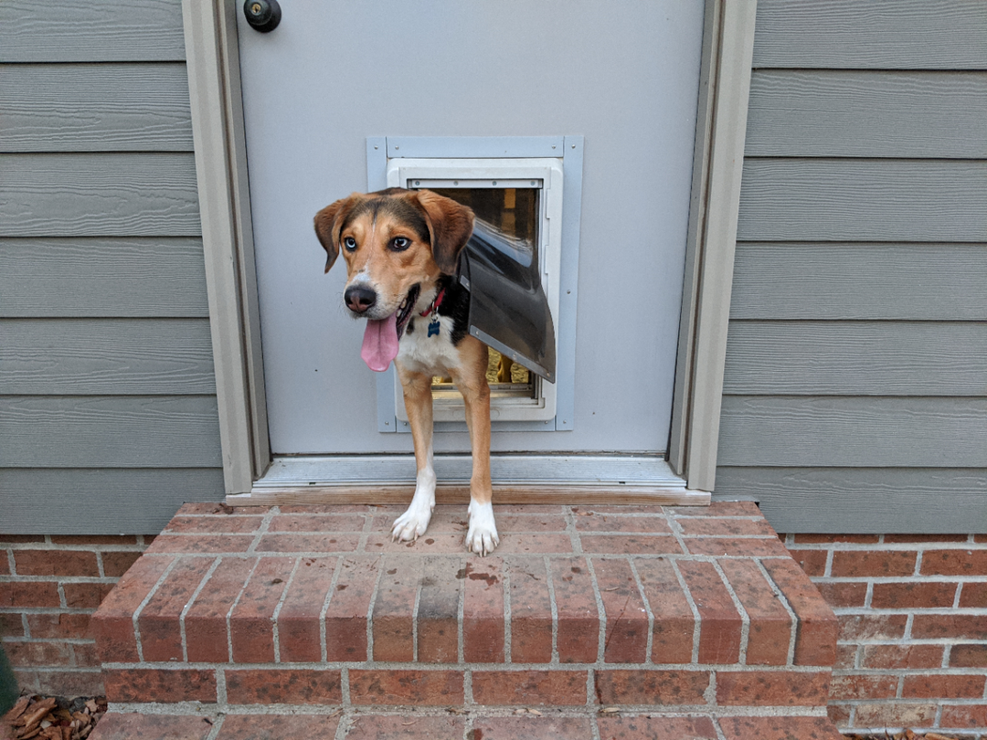 dog using a door mount pet door for people doors